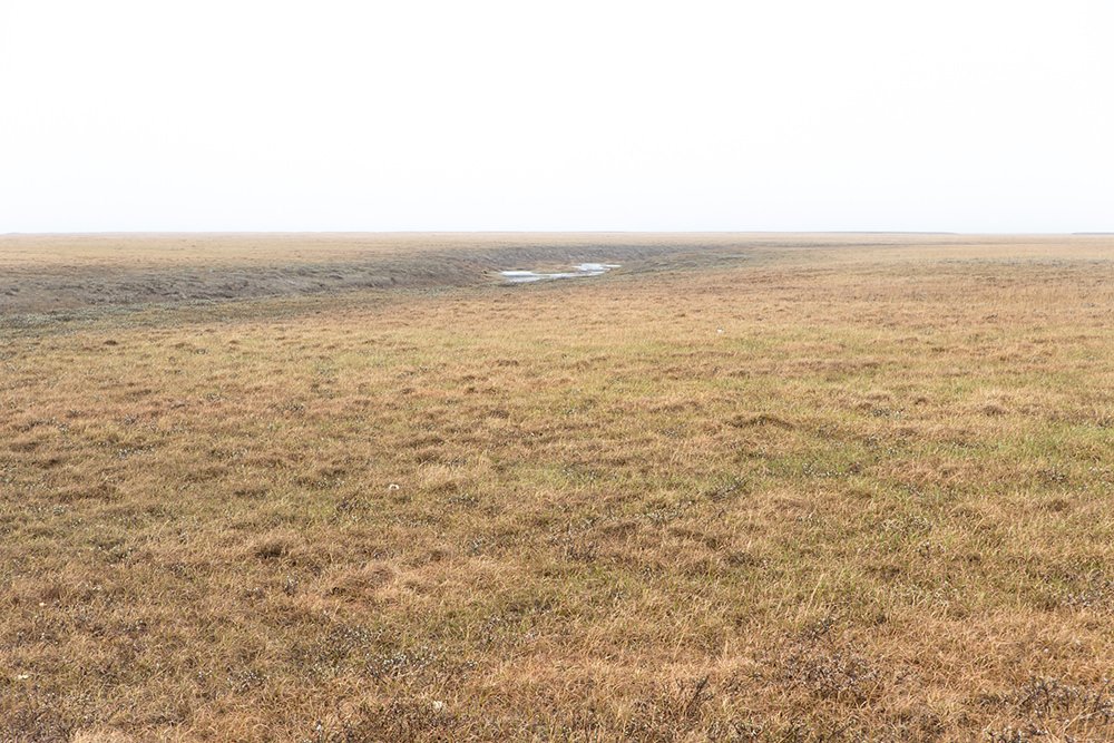 Mist on the Arctic Tundra