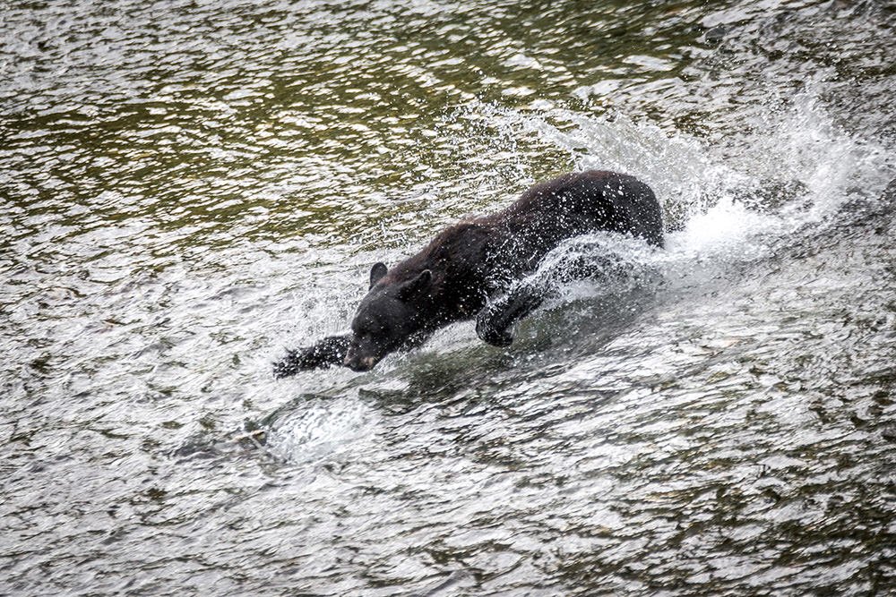 Black bear diving for fish, Hyder, Alaska