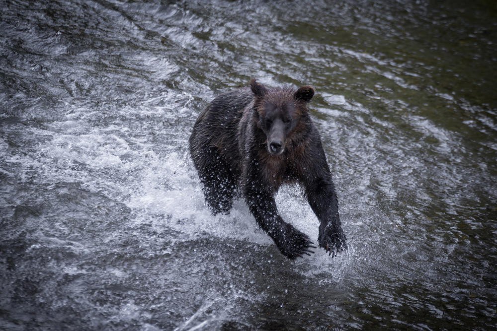Black bear searching for fish, Hyder, Alaska
