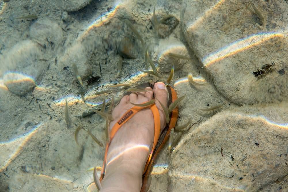 Fish foot spa