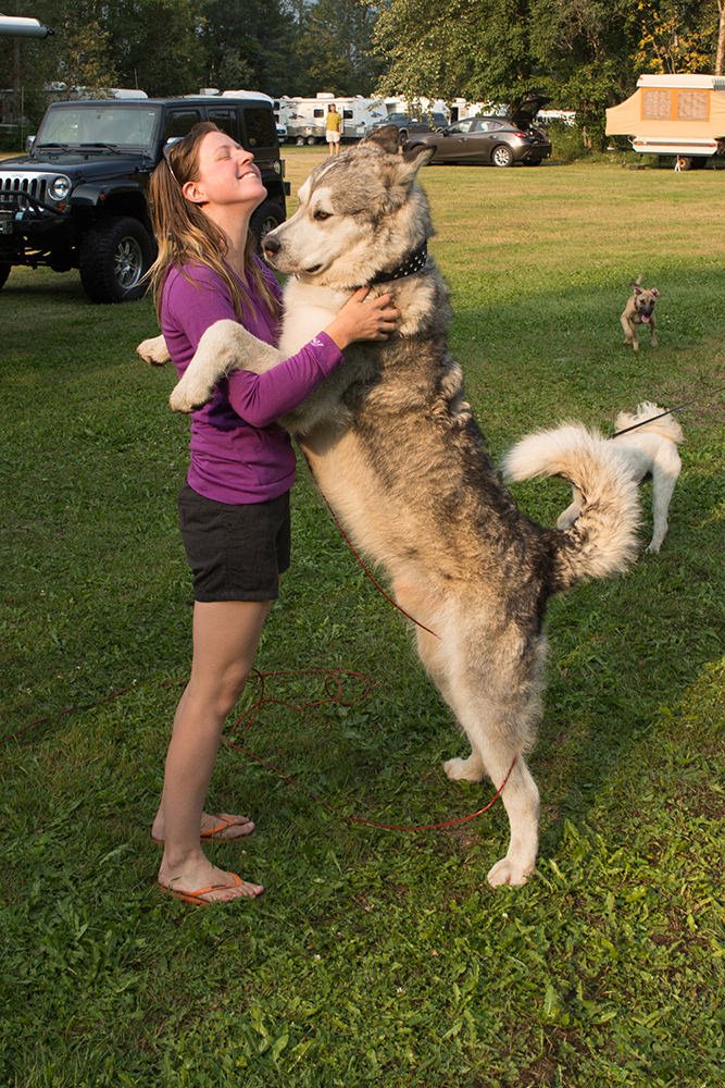 Lincoln the Giant Malamute