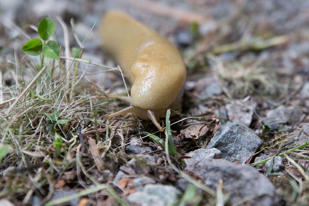 Sizeable slug