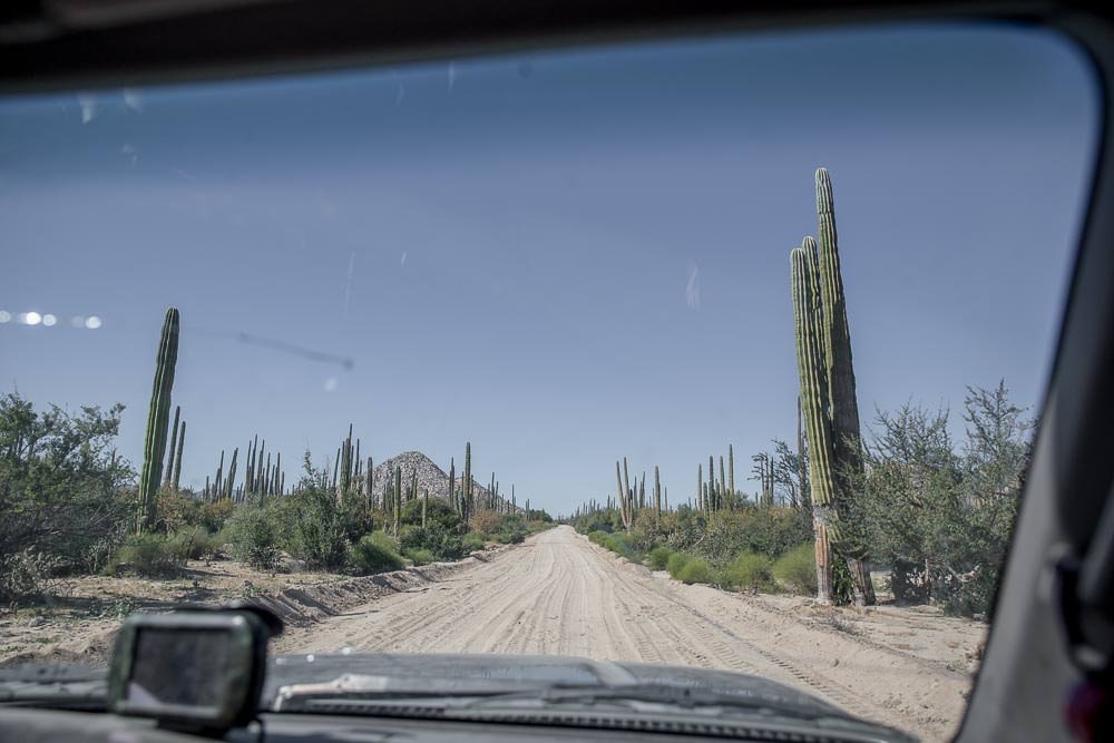 As soon as we drove off down the road, we were of course surrounded by more cacti