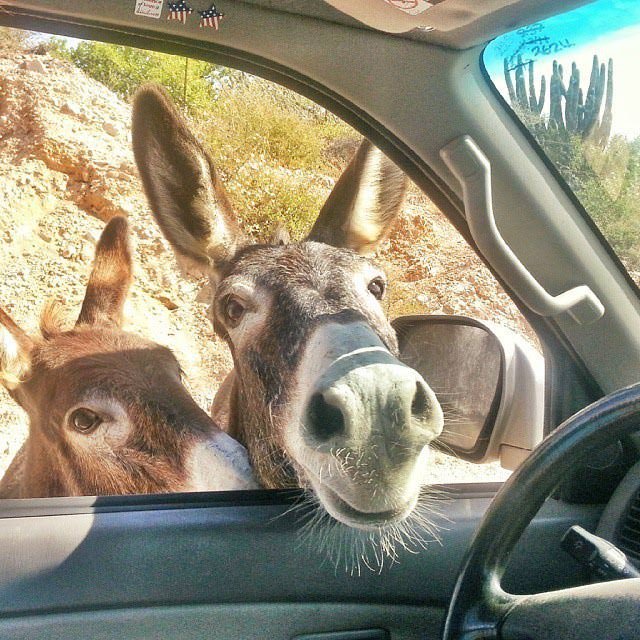 License and registration please. Also, do you have any carrots? The police were real asses on the East Cape Road.