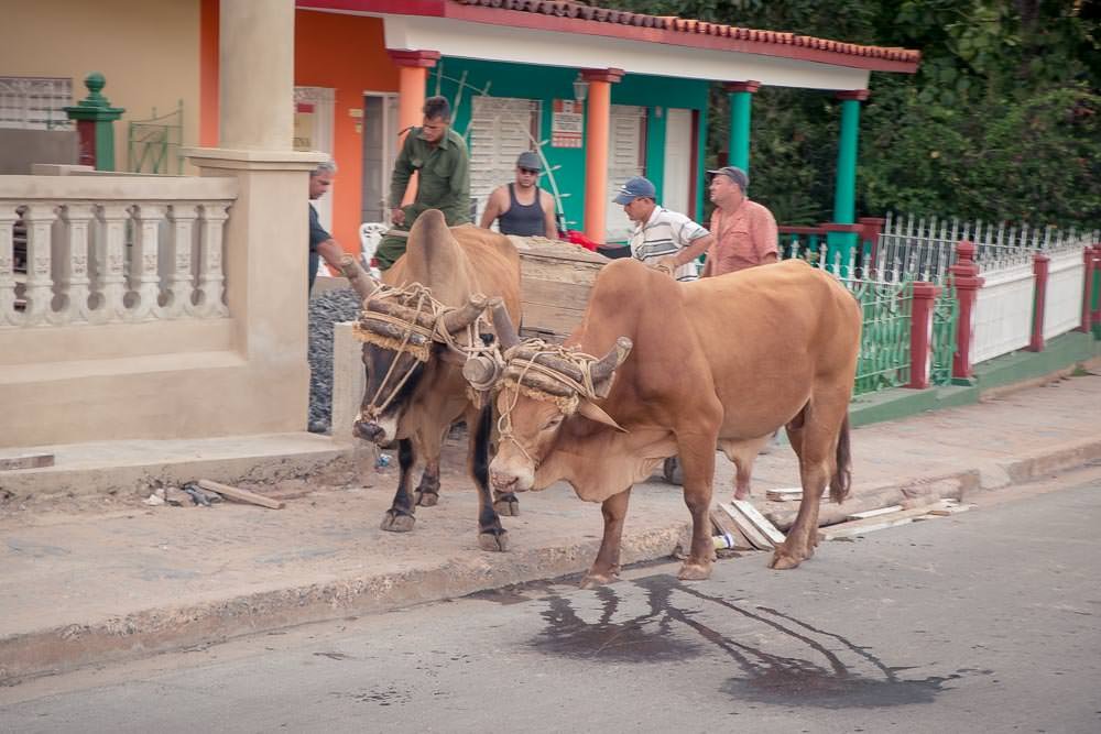 Possible transport option for a return to Havana?