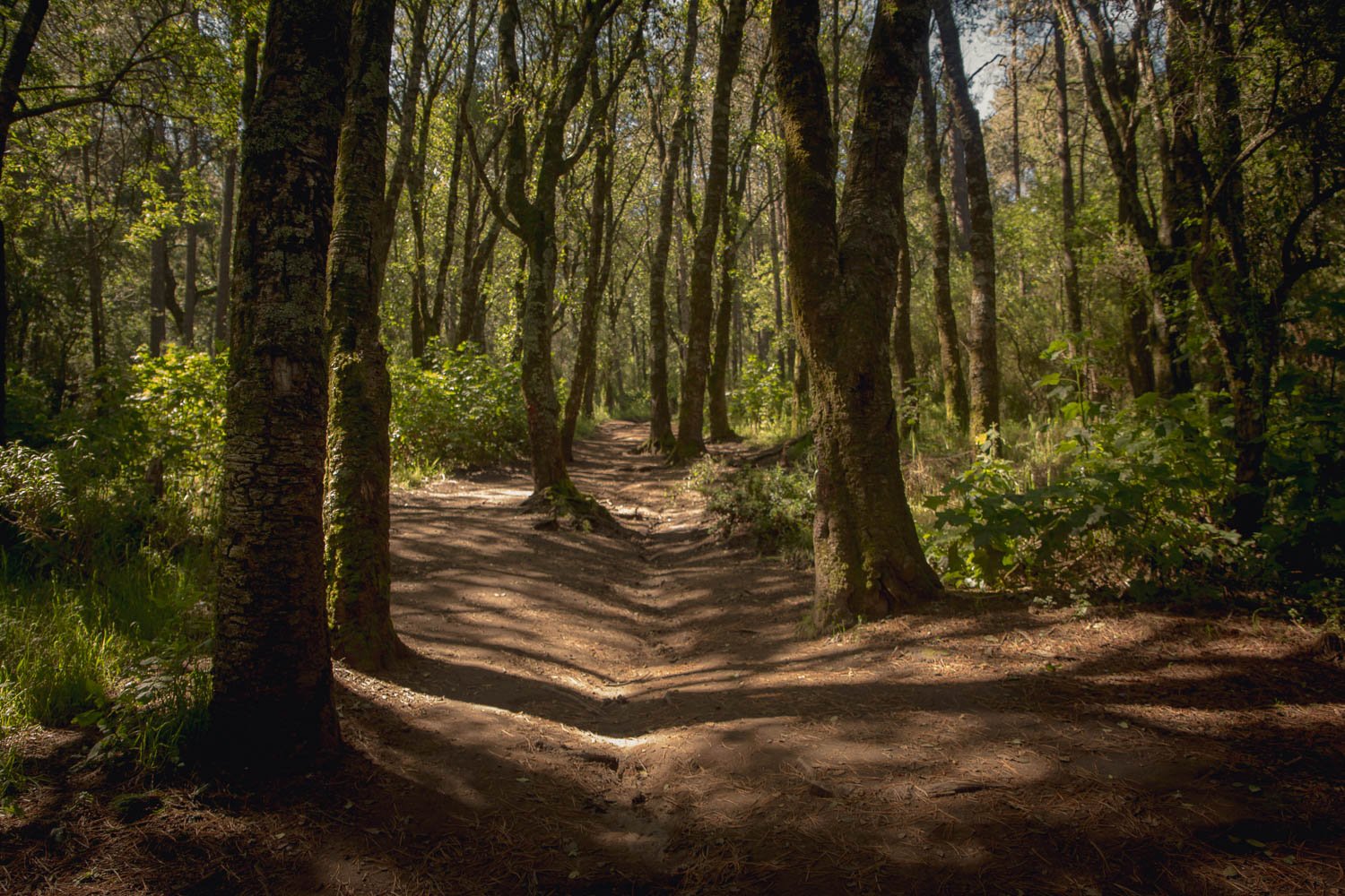 Path through the forest, Volcán Malinche.