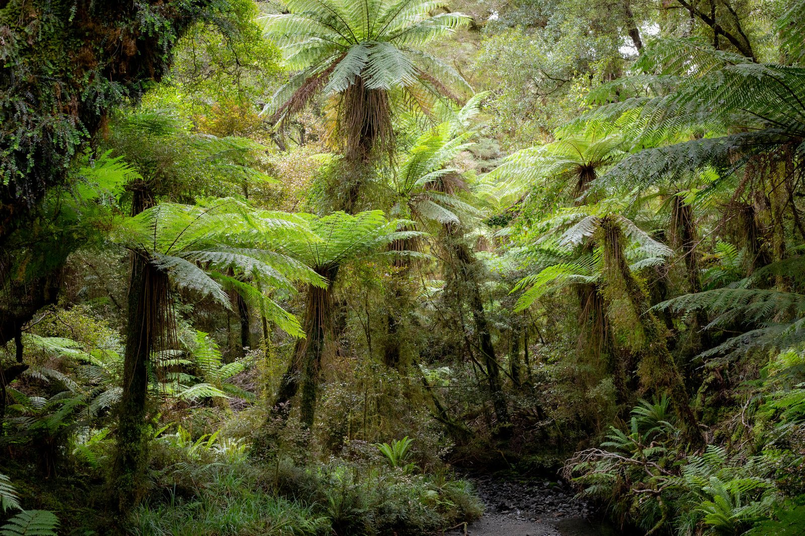 the-new-paparoa-great-walk-in-a-day-flightless-kiwis